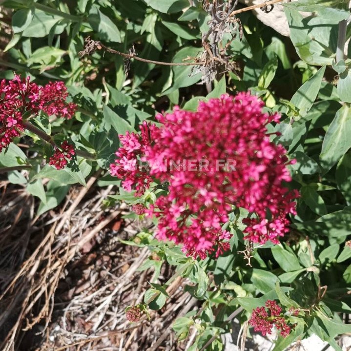 Valériane rouge, Centranthus ruber coccineus image
